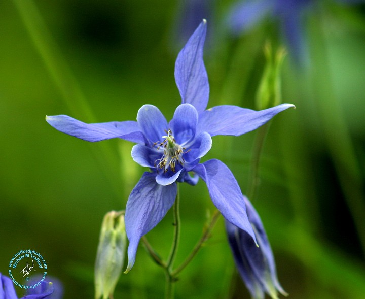 Flower 9M14D-24.JPG